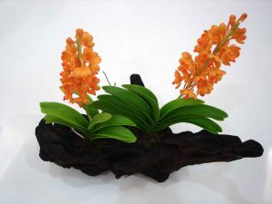 Ascocentrum miniatum.jpg