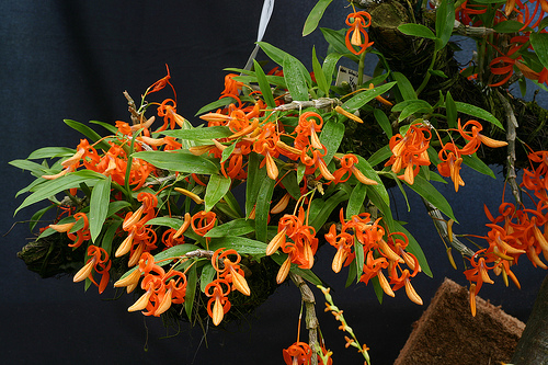 Dendrobium unicum.jpg