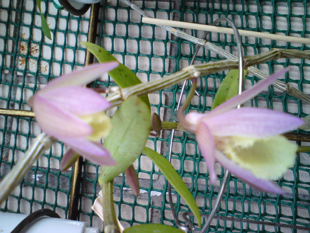 Начало и еще 3 бутона