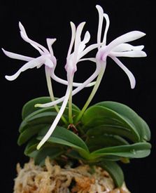 Neofinetia falcata 'Seikai'.jpg