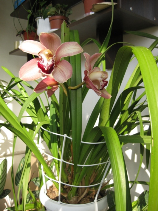 Изображение 335 сж.jpg