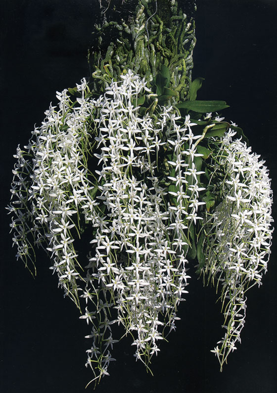 Mystacidium capense Carrie Chu.jpg