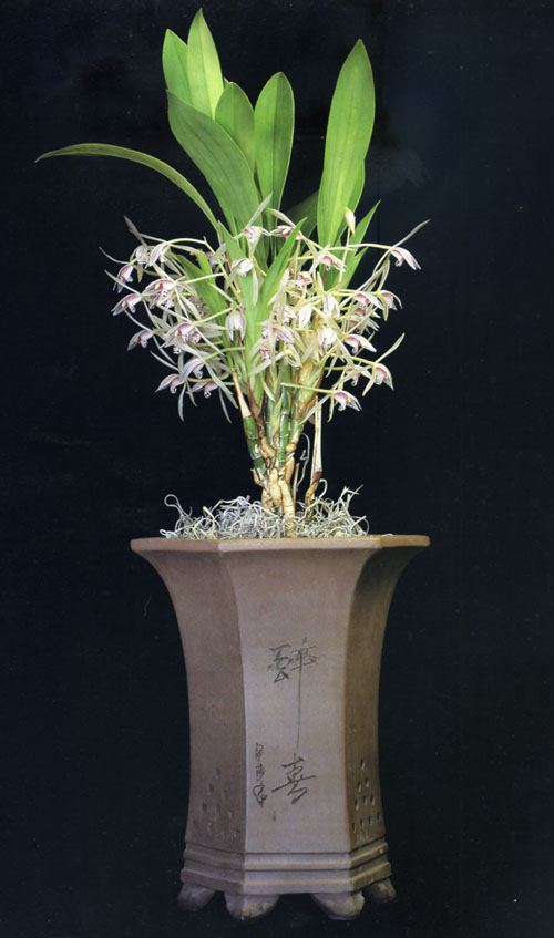Cymbidium lancifolium Cammie.jpg