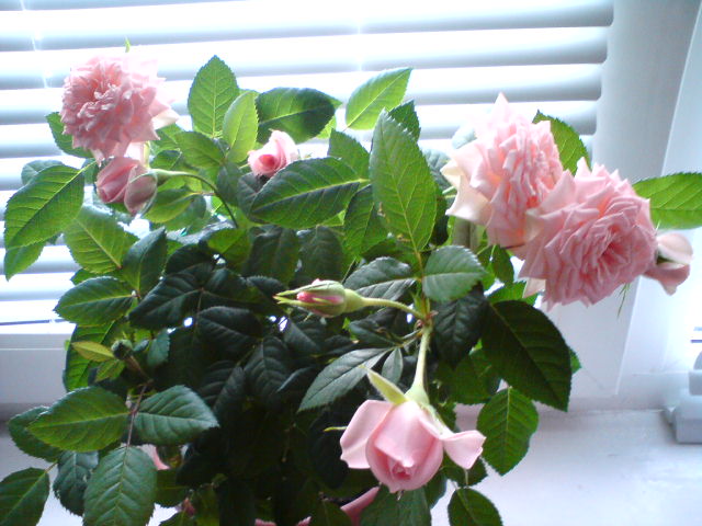 Флорибунда