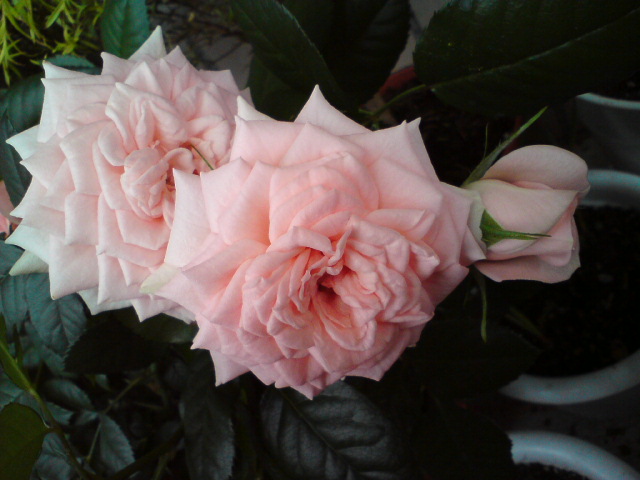 Нежный аромат