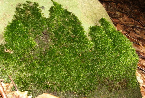 как подушка... мягенький<br />шелк, а не мох...