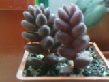 cedum stachlii