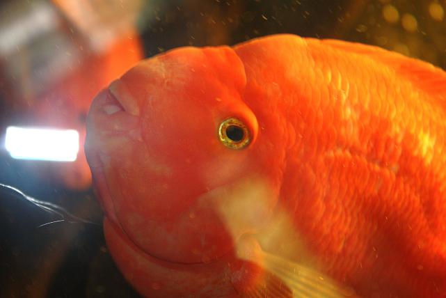 Картинки с выставки 11.jpg