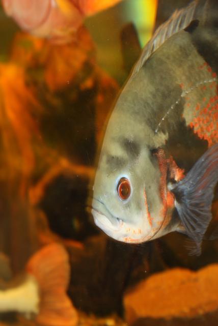 Картинки с выставки 10.jpg