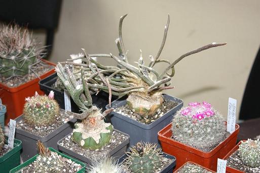 Картинки с выставки 6.jpg