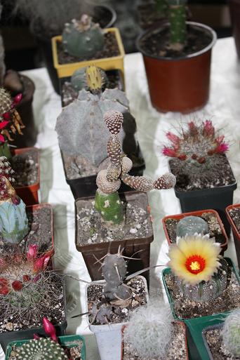 Картинки с выставки 4.jpg