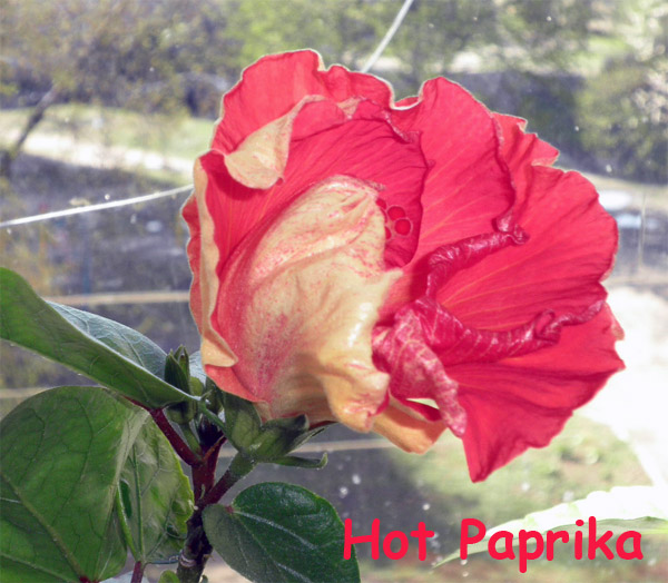 Hot Paprika бутон.jpg