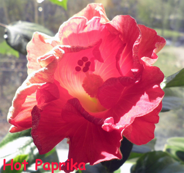 Hot Paprika бутон 2.jpg