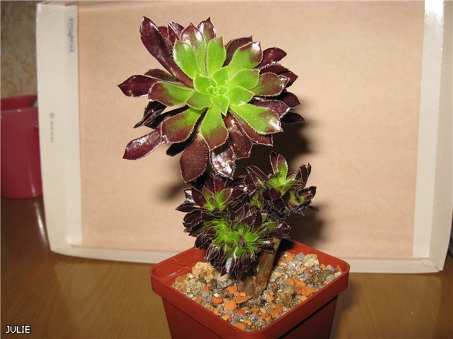 КРИСТАТНЫЙ ШВАРЦКОПФ.jpg