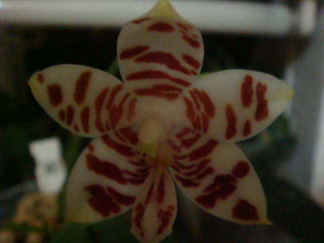 а это без вспышки - реальный цвет тигреныша