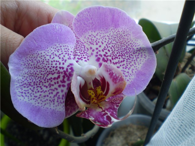 Принц Леопард