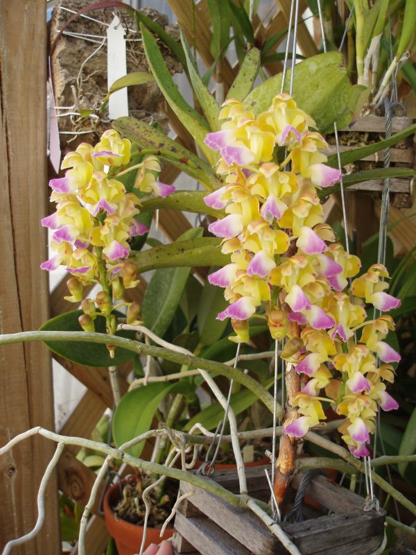 aerides houletiana.jpg