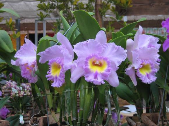 Blc. Mahina Yahiro 'Ulii'.jpg