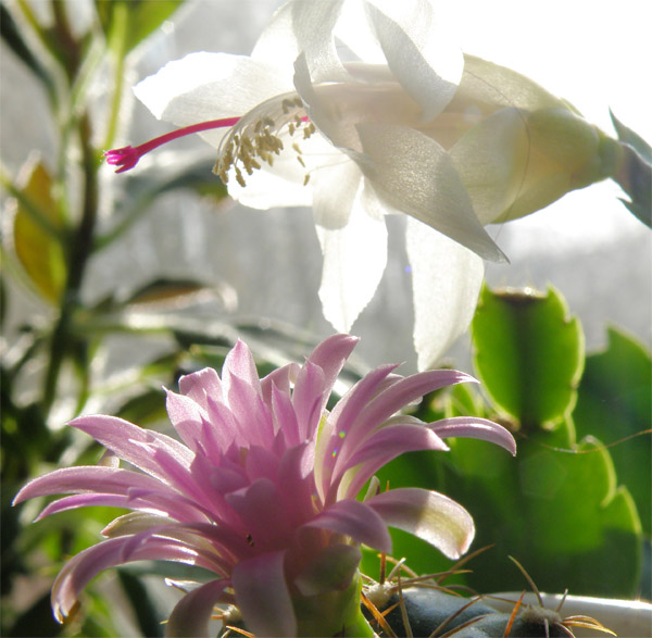 Шлюмба и гимн 1.jpg