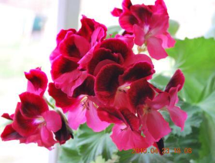 королевская пеларгония.jpg