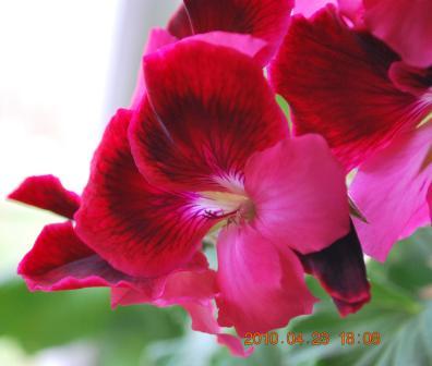 королевская пеларгония 2.jpg