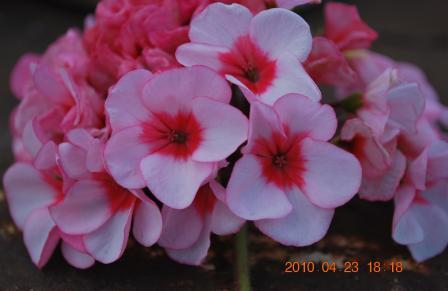 Звезда подмосковья1.jpg