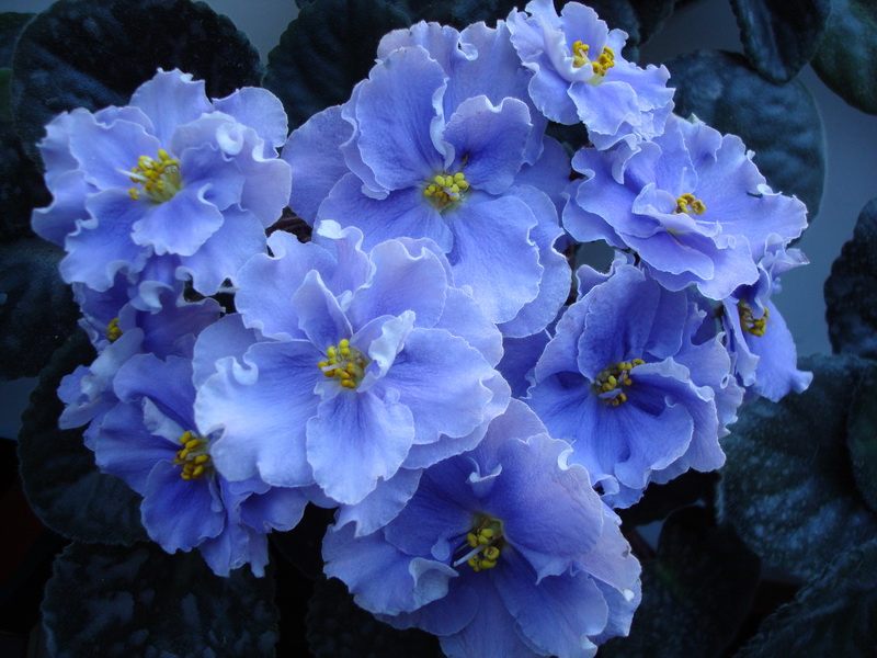 DSC03528_новый размер.JPG