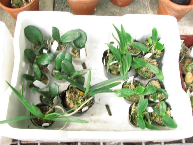 IMG_5753 (Small).JPG