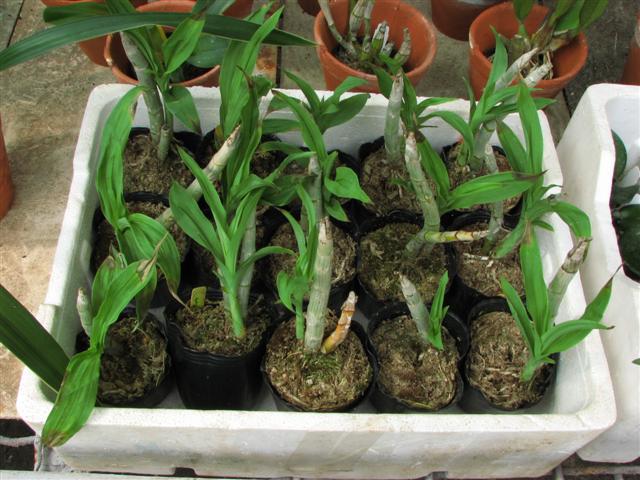 IMG_5754 (Small).JPG