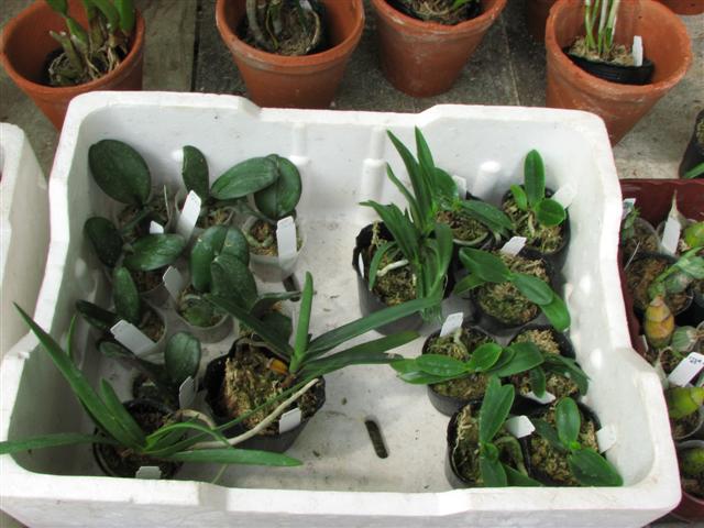 IMG_5755 (Small).JPG