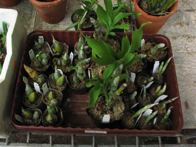 IMG_5756 (Small).JPG