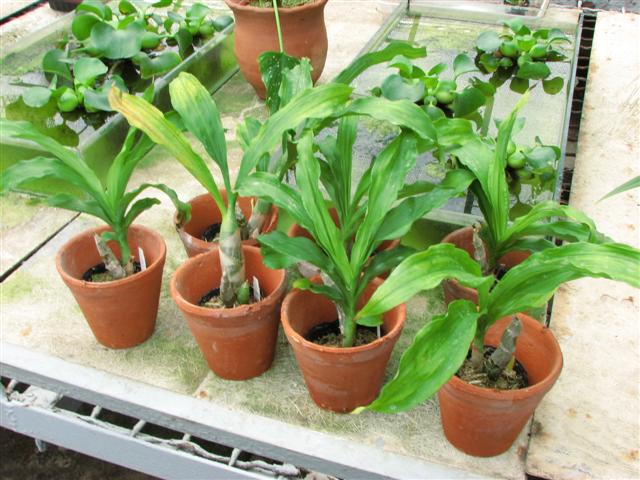 IMG_5758 (Small).JPG