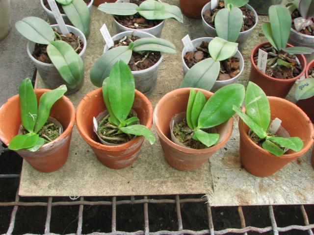 IMG_5760 (Small).JPG