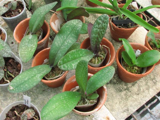 IMG_5761 (Small).JPG