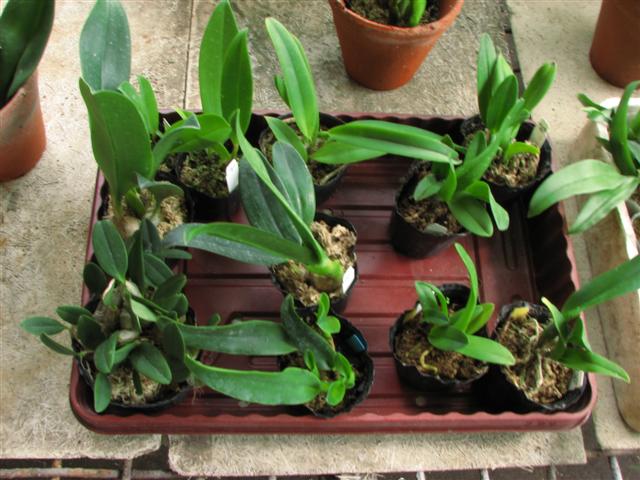 IMG_5762 (Small).JPG