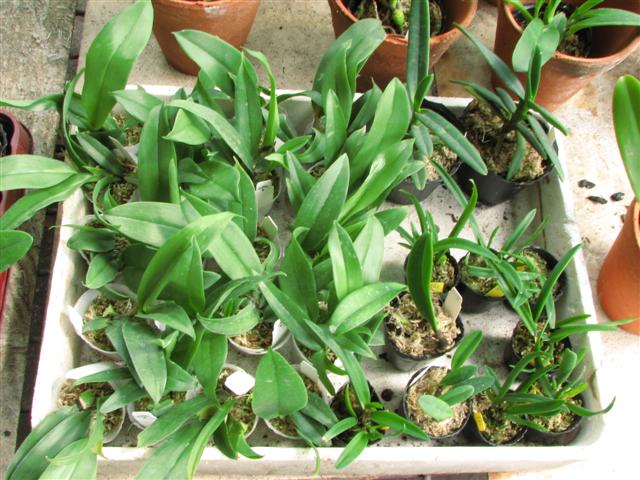 IMG_5763 (Small).JPG