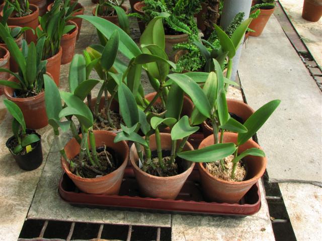 IMG_5764 (Small).JPG