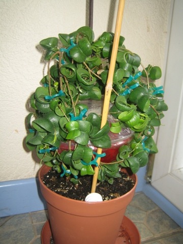 после фотографирование ещё сверху прозрачную крышку наложила чтоб и вверх не рос и под весом прогибался в шар...