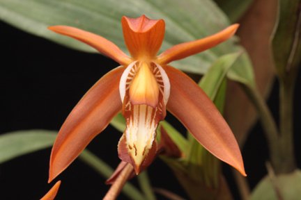 Coelogyne odoardijpg.jpg