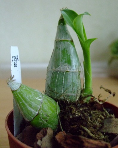 там есть остаток цветоноса, значит барышня уже цвела