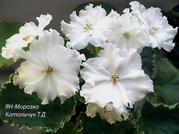 Ян-морозко bol.JPG