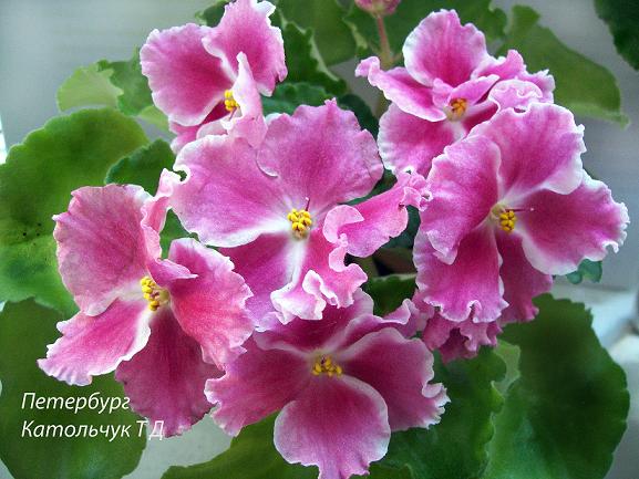 Петербург bol.JPG