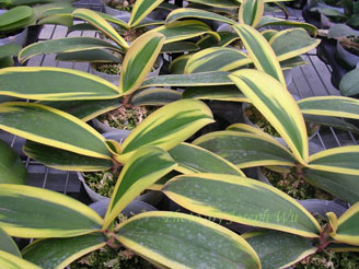 040329-DSCN0237-Dtps.Matou Freed.JPG