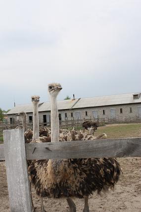 2 страусика.jpg