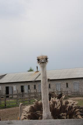 3 февачка.jpg