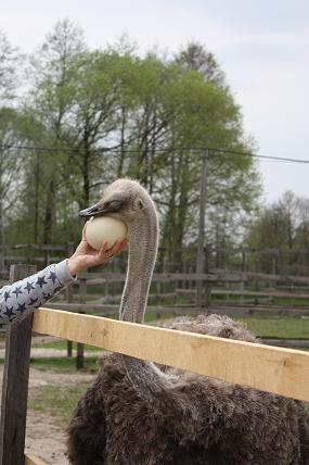 4 мое яичко.jpg