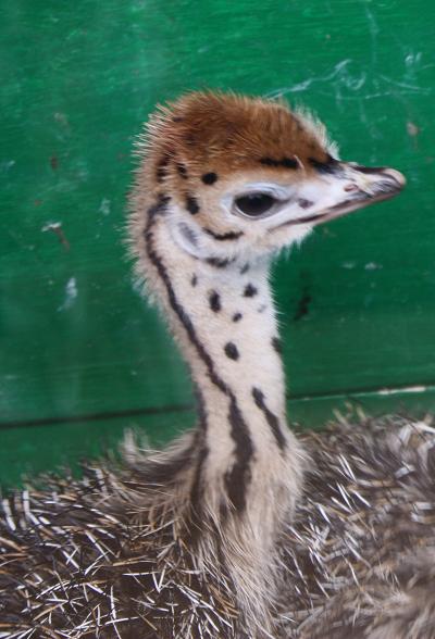 8 двухдневная птичка.jpg