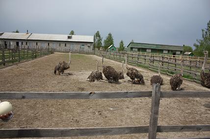 10 детский сад.jpg