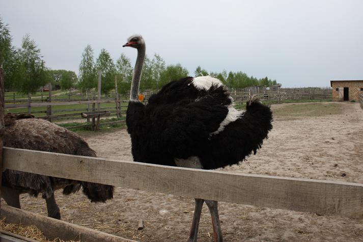 12 красавчик.jpg