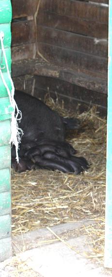 а мама кормить. Вчора народилися поросятки.